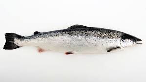 Atlantic Salmon