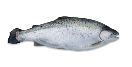 Fjord Trout